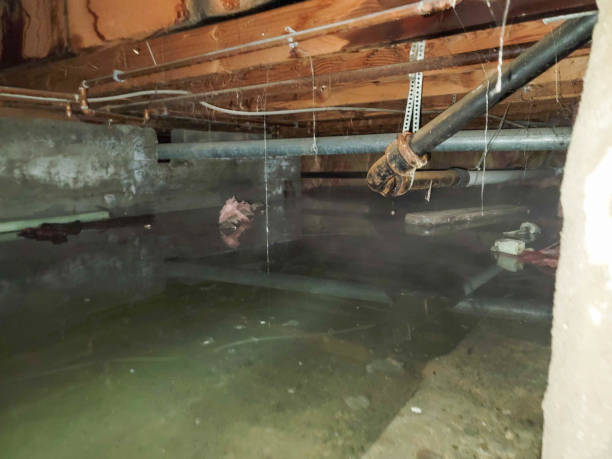 Best Sewage cleanup and water damage restoration  in , NY