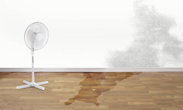 Best Mold removal after water damage  in , NY
