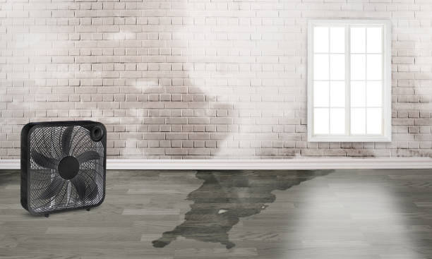 Best Flood damage cleanup  in , NY
